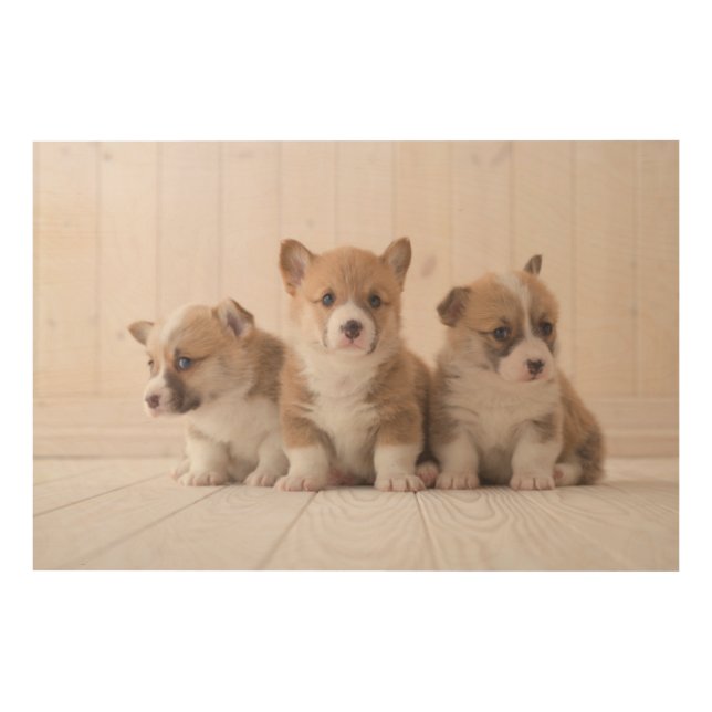 Cutest Baby Animals | 3 Baby Corgis Wood Wall Art (Front)