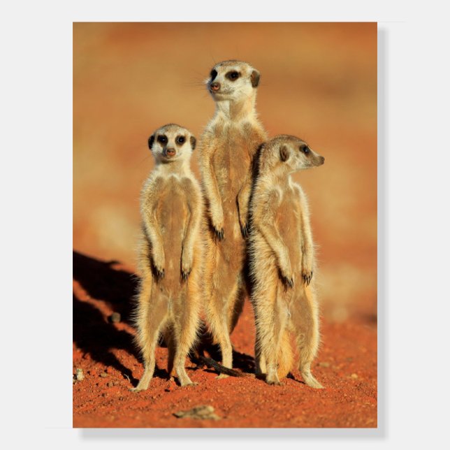 Cutest Baby Animals | 3 Meerkats Foam Board (Front)