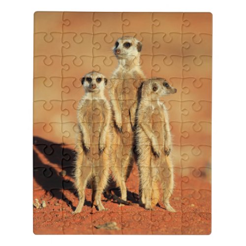 Cutest Baby Animals  3 Meerkats Jigsaw Puzzle