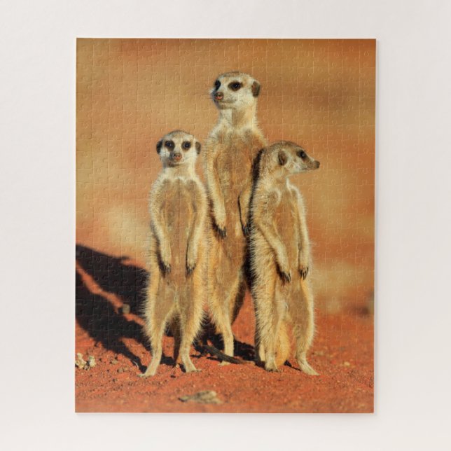 Cutest Baby Animals | 3 Meerkats Jigsaw Puzzle (Vertical)