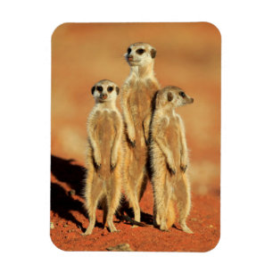 Cutest Baby Animals 3 Meerkats Magnet