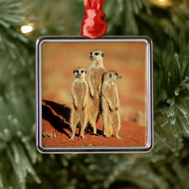 Cutest Baby Animals | 3 Meerkats Metal Ornament (Tree)