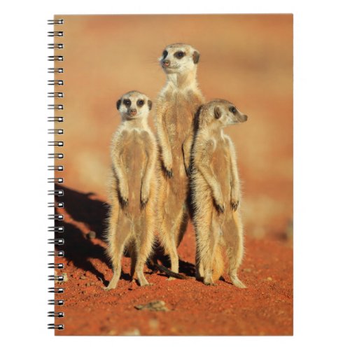Cutest Baby Animals  3 Meerkats Notebook
