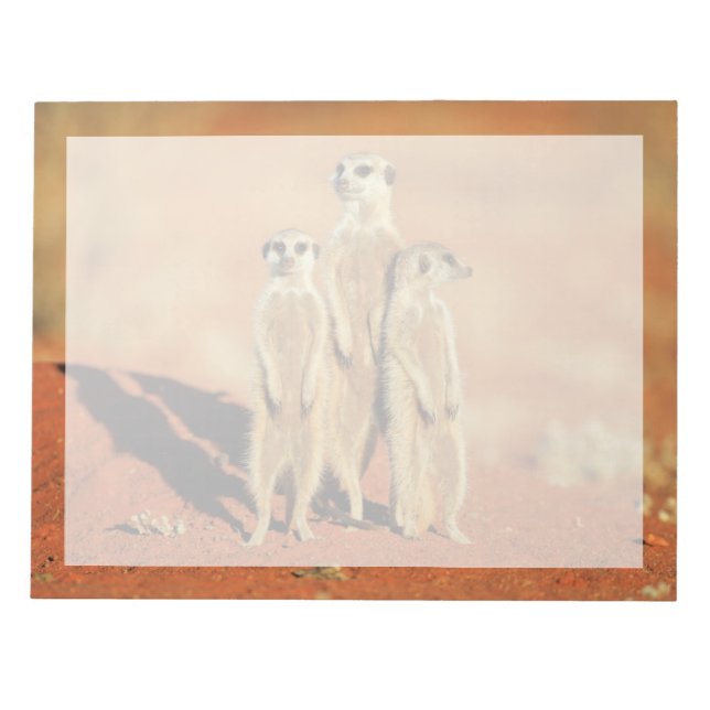 Cutest Baby Animals | 3 Meerkats Notepad (Front)
