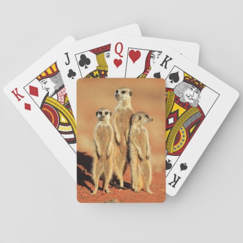 Cutest Baby Animals  3 Meerkats Playing Cards