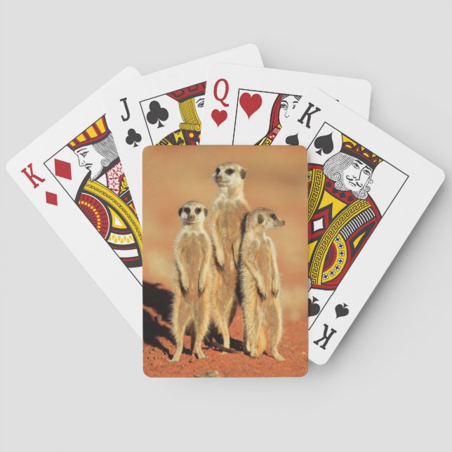 Cutest Baby Animals | 3 Meerkats Poker Cards (Back)