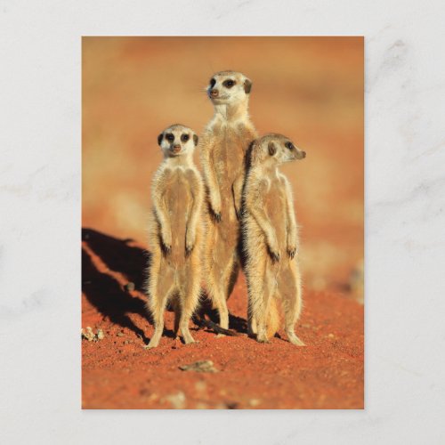 Cutest Baby Animals  3 Meerkats Postcard