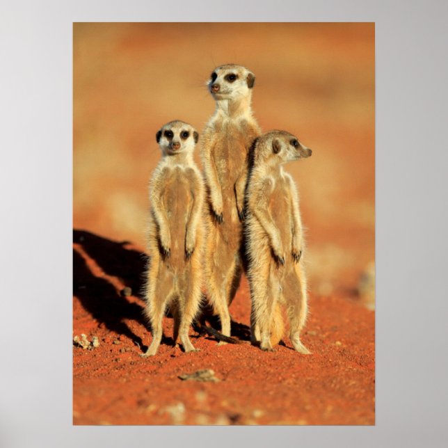 Cutest Baby Animals | 3 Meerkats Poster (Front)