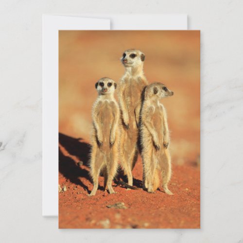 Cutest Baby Animals  3 Meerkats Thank You Card
