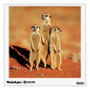 Cutest Baby Animals   3 Meerkats Wall Decal