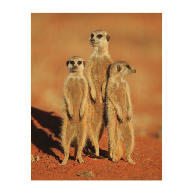 Cutest Baby Animals | 3 Meerkats Wood Wall Art (Front)