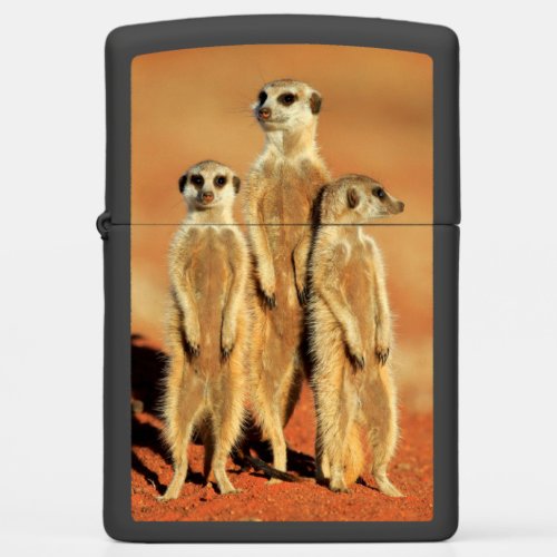 Cutest Baby Animals  3 Meerkats Zippo Lighter