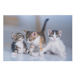 Cutest Baby Animals   3 Tabby Kittens Faux Canvas Print