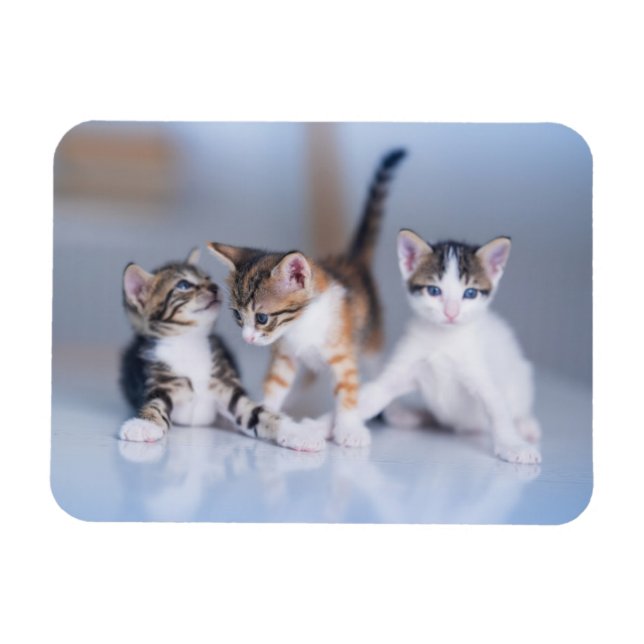 Cutest Baby Animals | 3 Tabby Kittens Magnet (Horizontal)