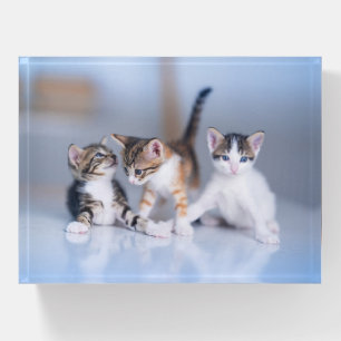 Cutest Baby Animals 3 Tabby Kittens Paperweight