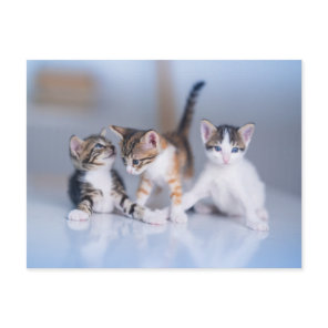Cutest Baby Animals | 3 Tabby Kittens Postcard