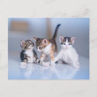 Cutest Baby Animals | 3 Tabby Kittens Postcard