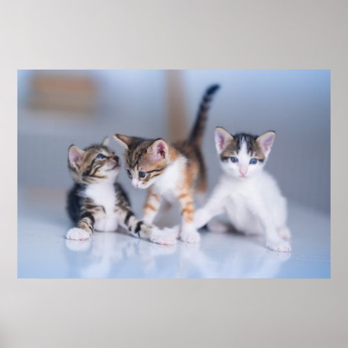 Cutest Baby Animals  3 Tabby Kittens Poster