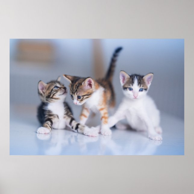Cutest Baby Animals | 3 Tabby Kittens Poster (Front)