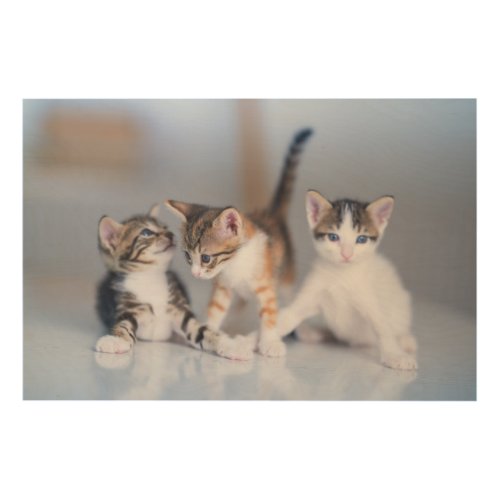 Cutest Baby Animals  3 Tabby Kittens Wood Wall Art