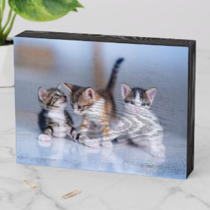 Cutest Baby Animals   3 Tabby Kittens Wooden Box Sign