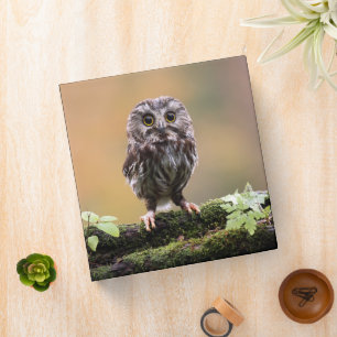 Cutest Baby Animals A Baby Owl 3 Ring Binder