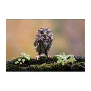 Cutest Baby Animals A Baby Owl Acrylic Print