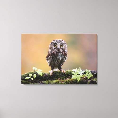 Cutest Baby Animals  A Baby Owl Canvas Print
