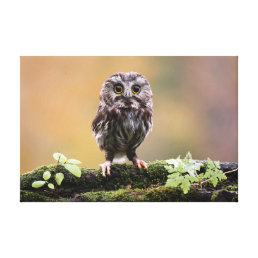 Cutest Baby Animals | A Baby Owl Canvas Print
