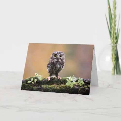 Cutest Baby Animals  A Baby Owl Card