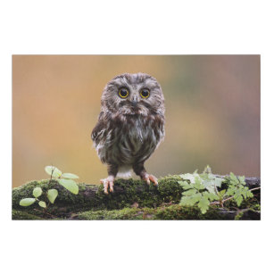 Cutest Baby Animals   A Baby Owl Faux Canvas Print