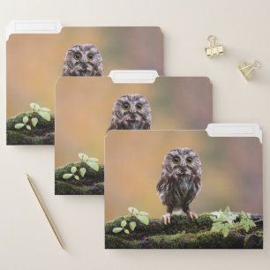 Cutest Baby Animals A Baby Owl File Folder