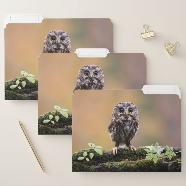 Cutest Baby Animals | A Baby Owl File Folder (Set)