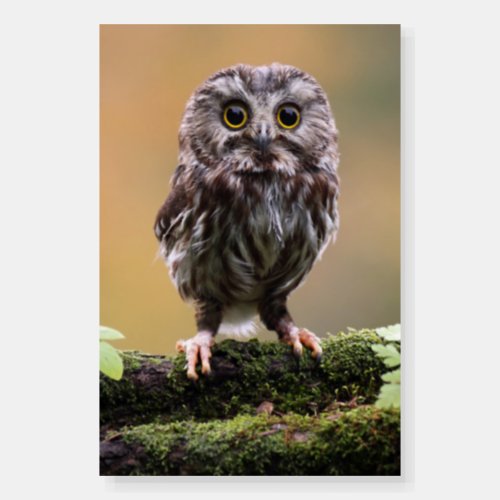 Cutest Baby Animals  A Baby Owl Foam Board