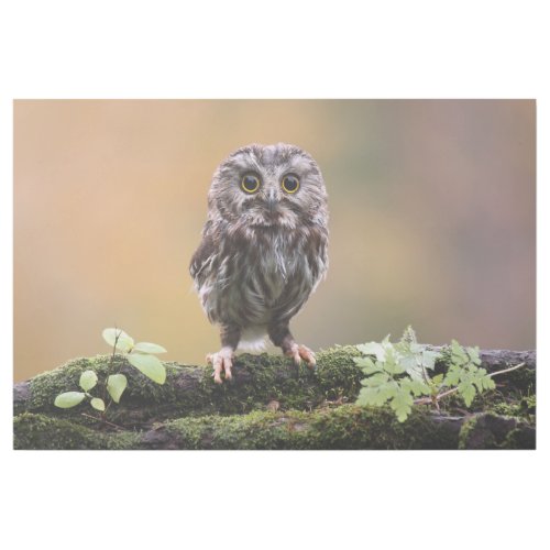 Cutest Baby Animals  A Baby Owl Gallery Wrap