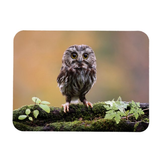 Cutest Baby Animals | A Baby Owl Magnet (Horizontal)