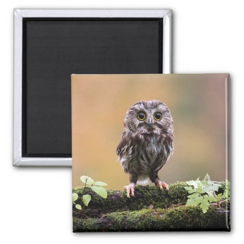 Cutest Baby Animals  A Baby Owl Magnet