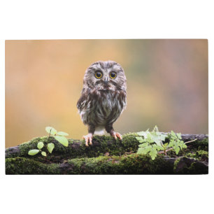 Cutest Baby Animals A Baby Owl Metal Print