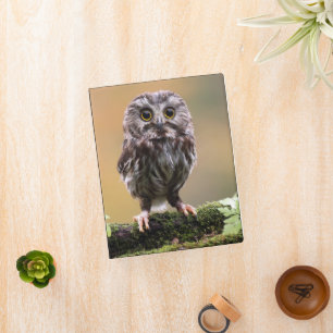 Cutest Baby Animals   A Baby Owl Mini Binder