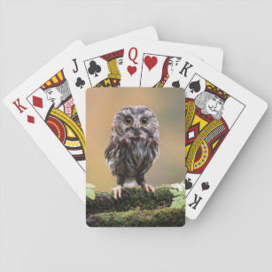 Cutest Baby Animals   A Baby Owl Playing Cards