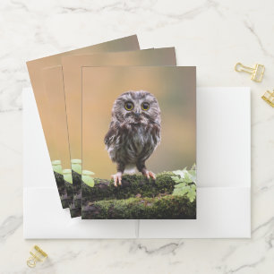 Cutest Baby Animals A Baby Owl Pocket Folder