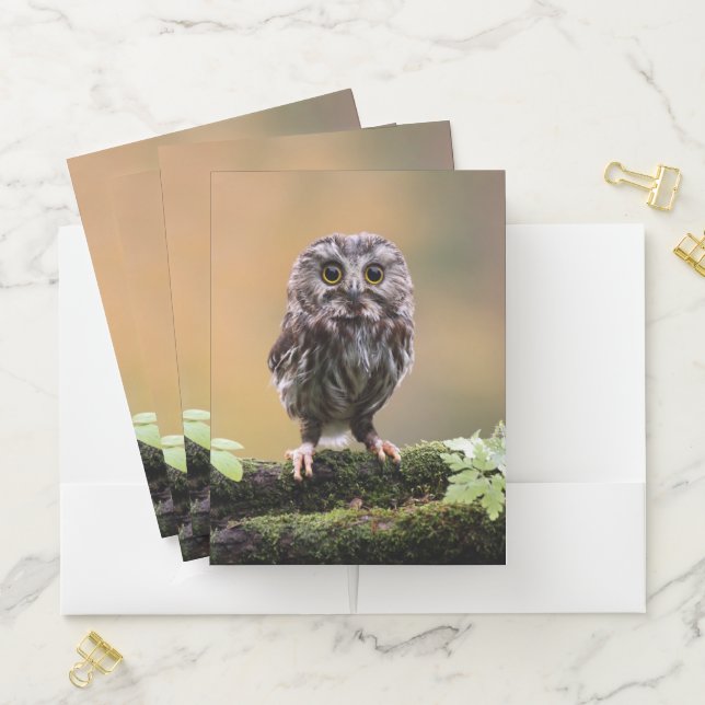 Cutest Baby Animals | A Baby Owl Pocket Folder (In Situ)