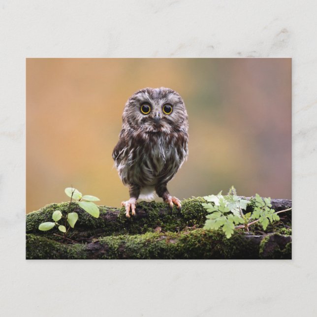 Cutest Baby Animals | A Baby Owl Postcard (Front)