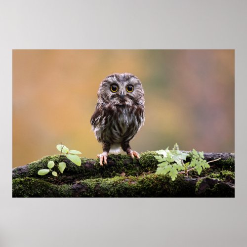 Cutest Baby Animals  A Baby Owl Poster