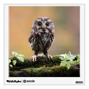 Cutest Baby Animals A Baby Owl Wall Decal