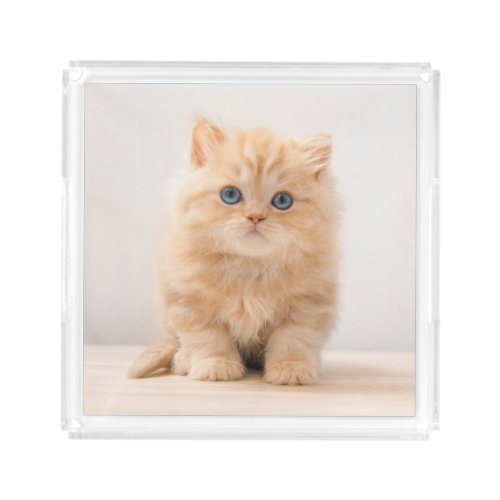 Cutest Baby Animals  A British Longhair Kitten Acrylic Tray