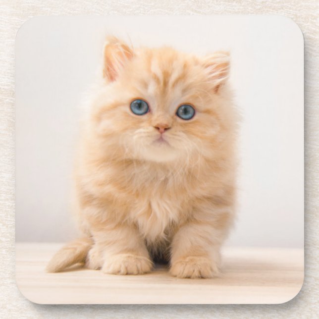 Cutest Baby Animals | A British Longhair Kitten Beverage Coaster (Front)