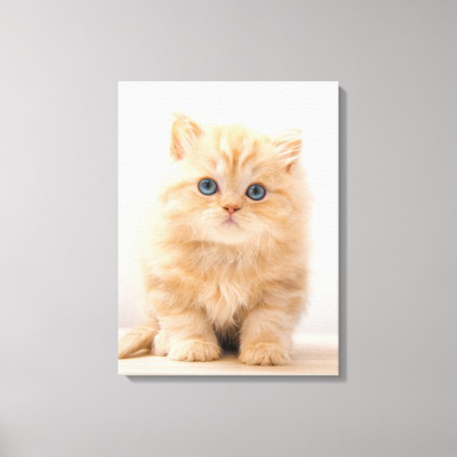 Cutest Baby Animals | A British Longhair Kitten Canvas Print (Front)