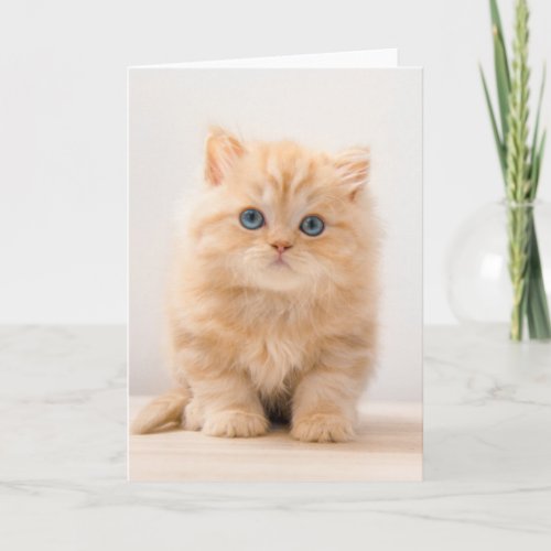 Cutest Baby Animals  A British Longhair Kitten Card