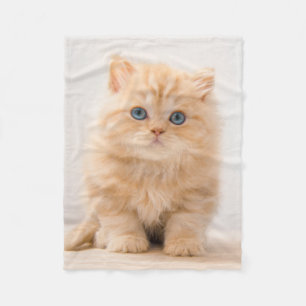 Cutest Baby Animals   A British Longhair Kitten Fleece Blanket